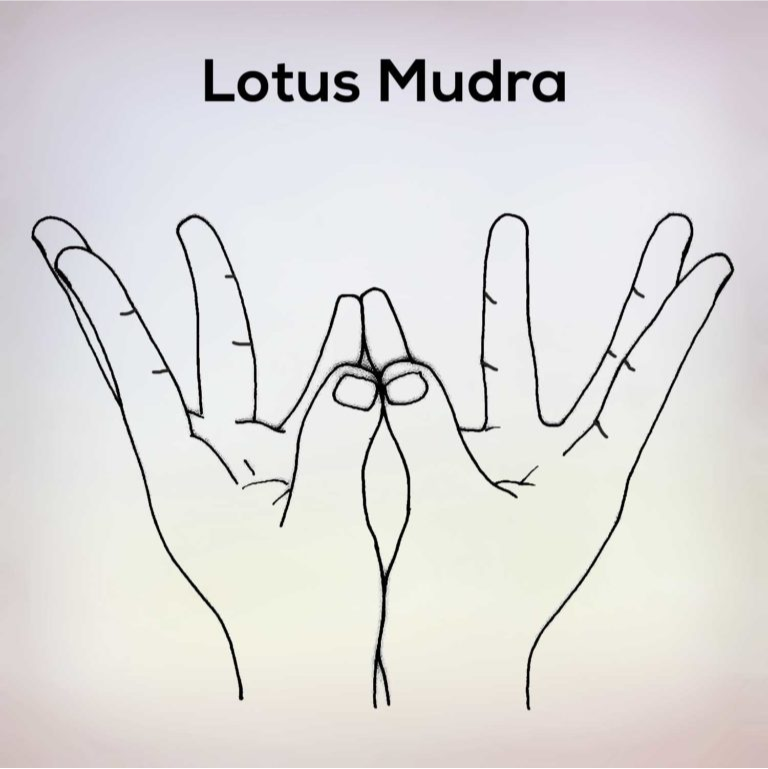 Lotus Mudrası
